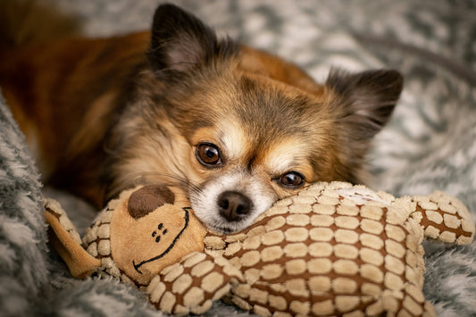 Chihuahua Personality and Behavior: 7 Charms of the Mighty Mini
