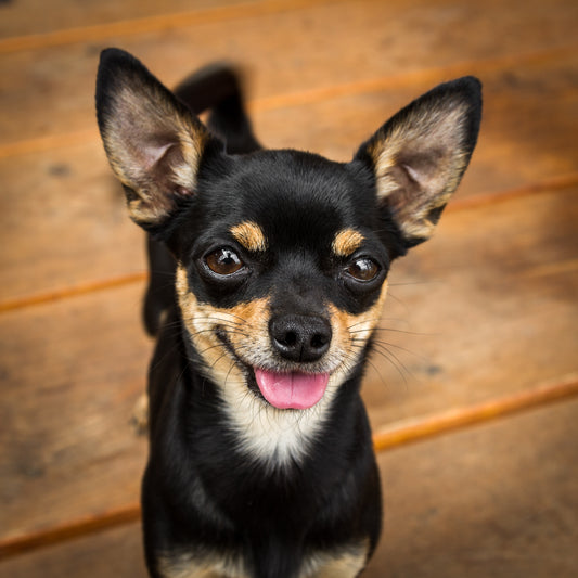 10 Things You Might Not Know About Chihuahuas